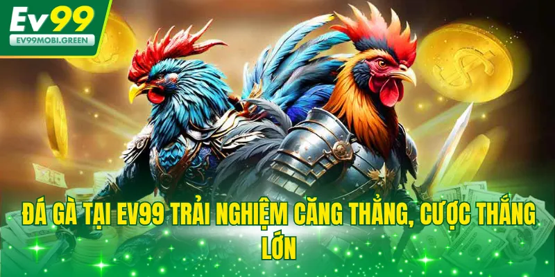 Đá gà tại EV99 trải nghiệm căng thẳng, cược thắng lớn