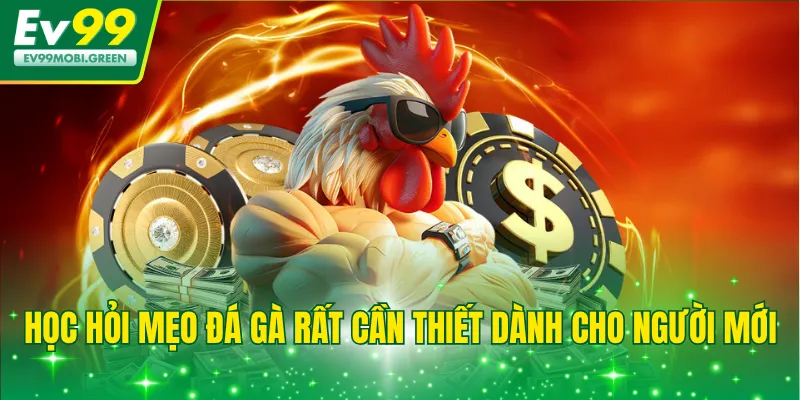 Học hỏi mẹo đá gà rất cần thiết dành cho người mới