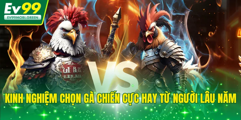 Kinh nghiệm chọn gà chiến cực hay từ người lâu năm
